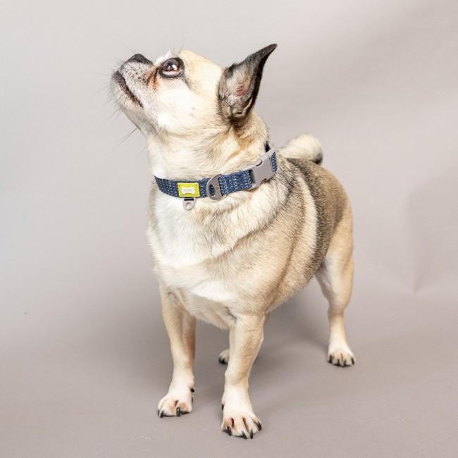 Светлоотразителен нашийник за куче, малък размер, син - Built Pet